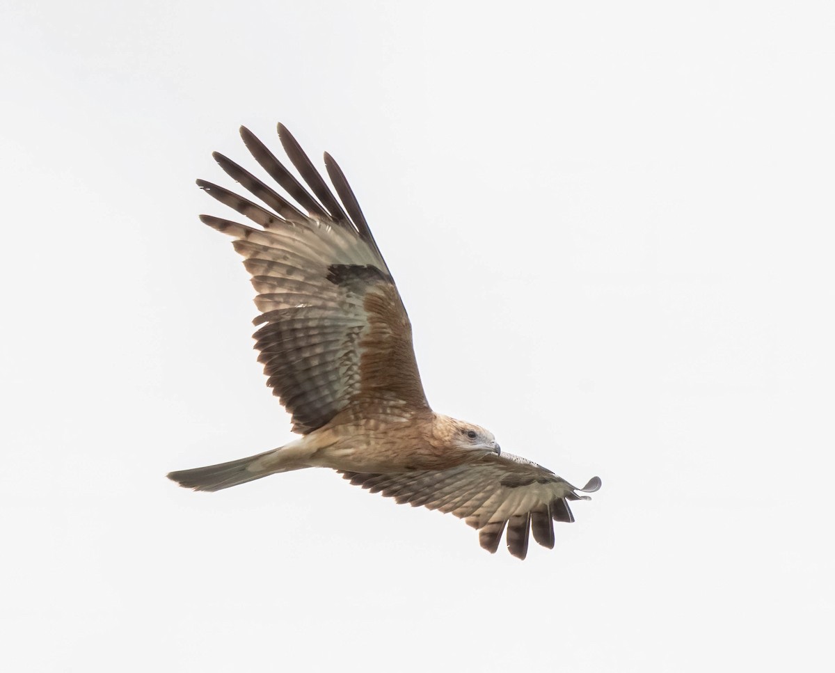Square-tailed Kite - ML617213591
