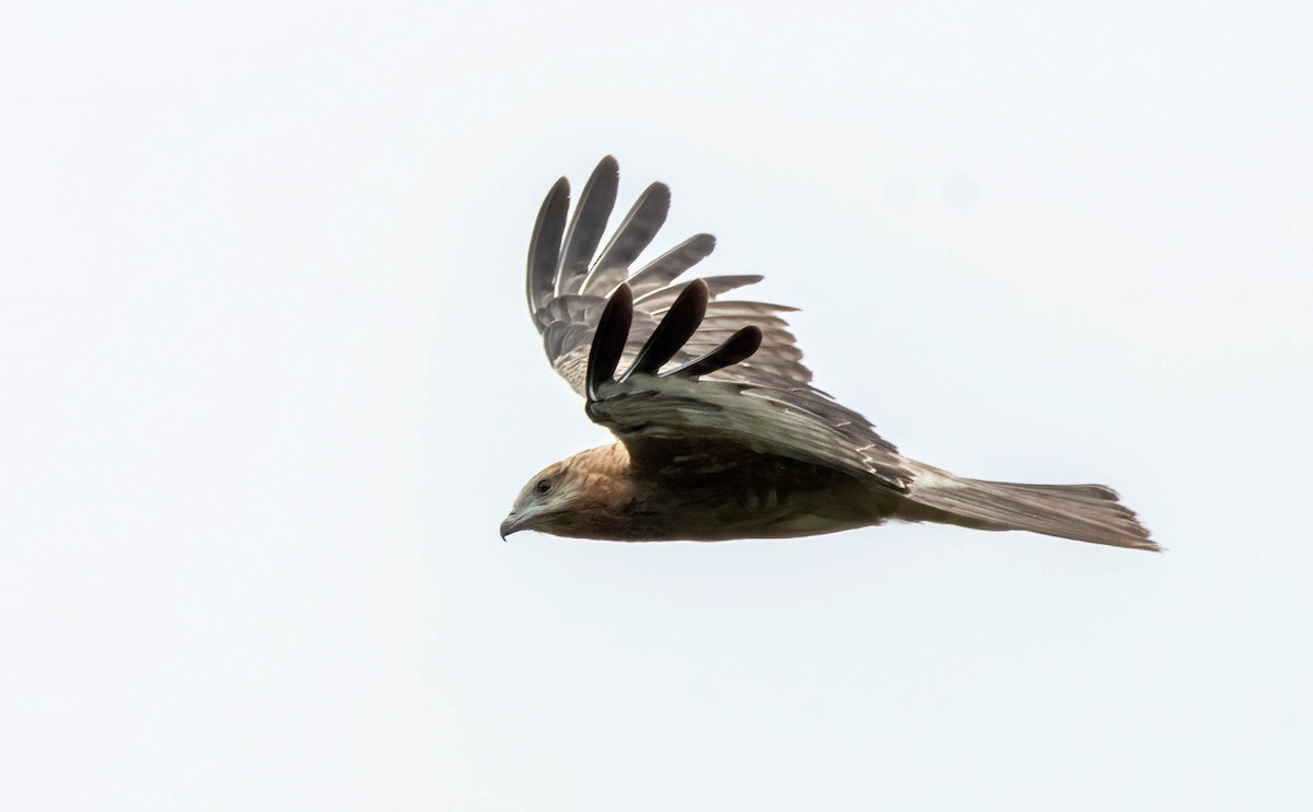 Square-tailed Kite - Gordon Arthur
