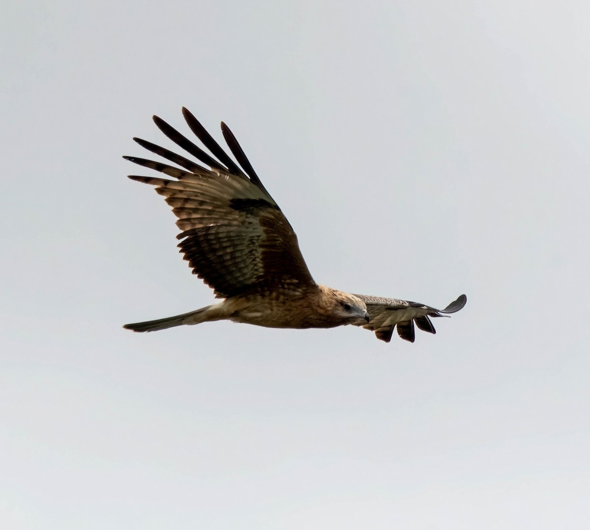 Square-tailed Kite - ML617213593