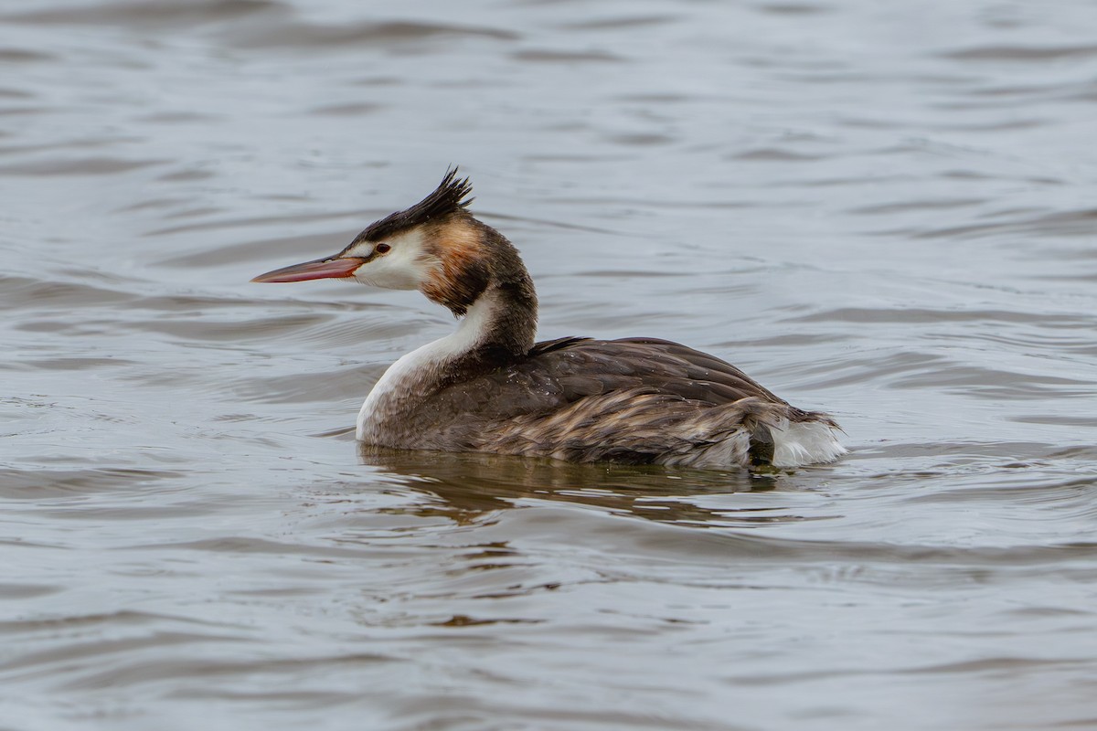 Great Crested Grebe - ML617213619