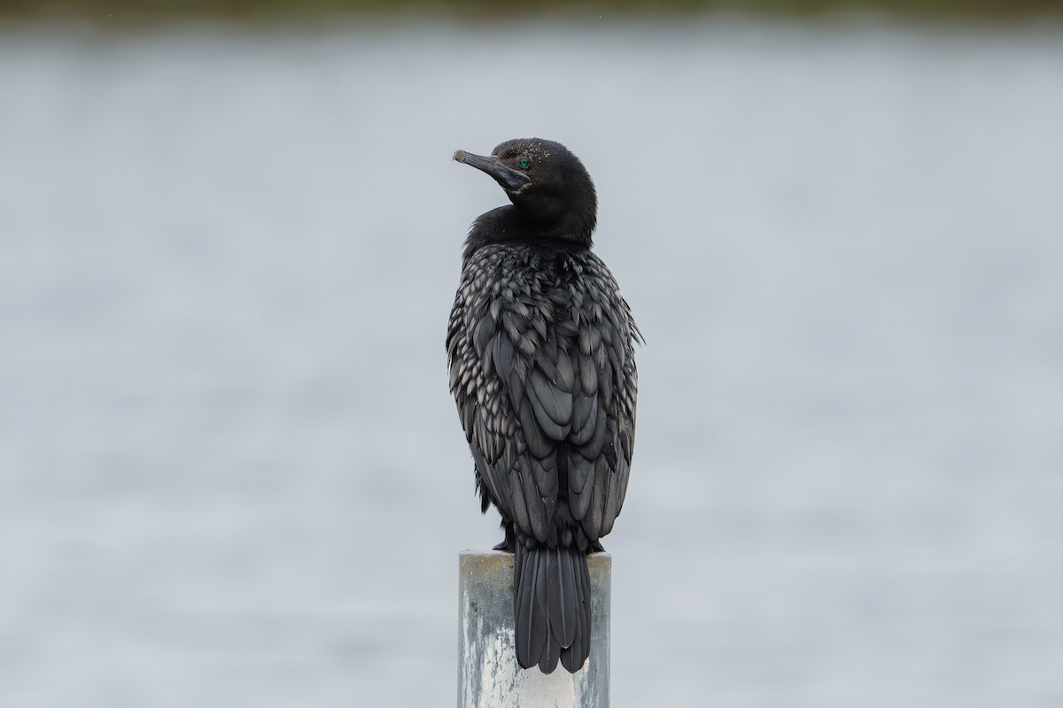 Little Black Cormorant - ML617213620