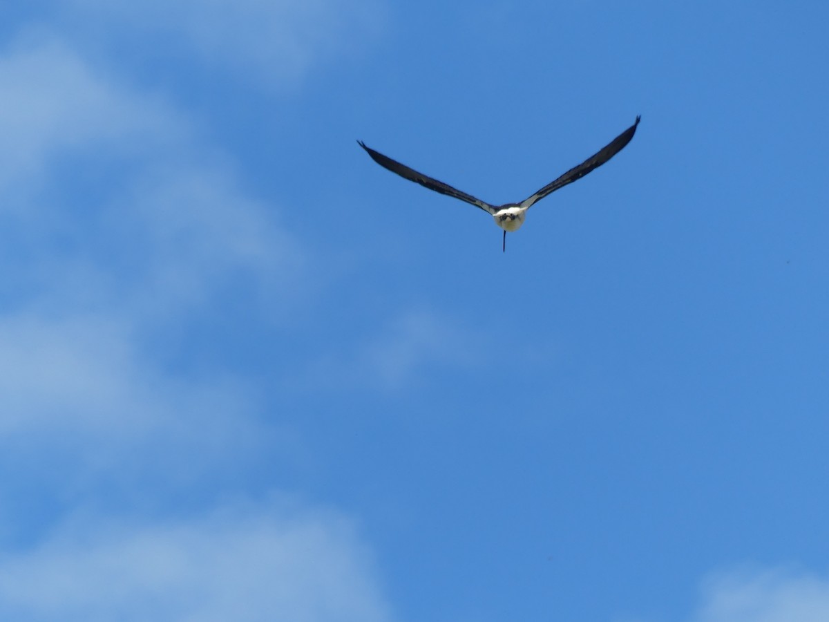 ibis slámokrký - ML617213650