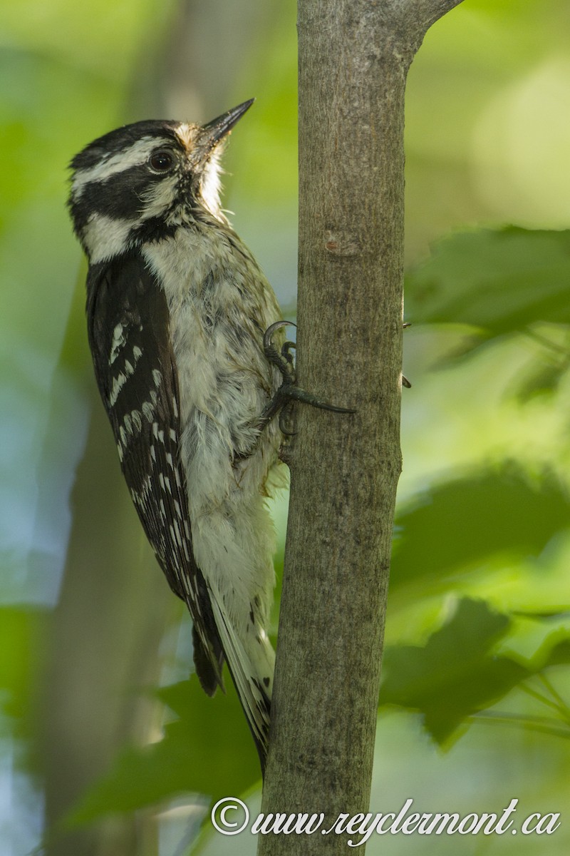 Downy Woodpecker - ML61721371