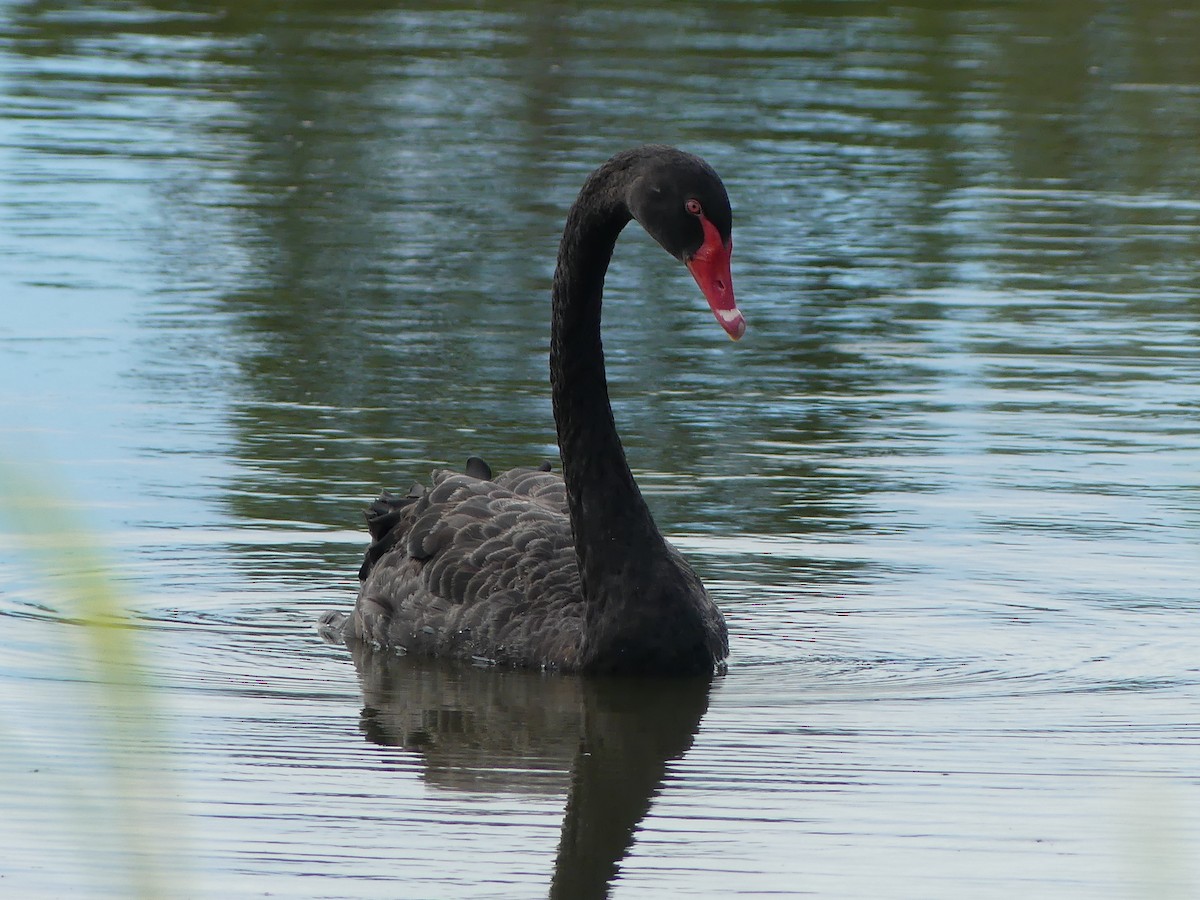 Black Swan - Andrew Sides