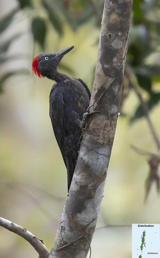 Andaman Woodpecker - ML617213741