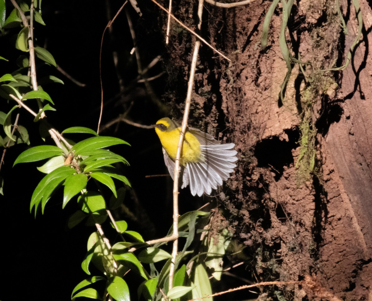 Yellow-bellied Fairy-Fantail - ML617213881