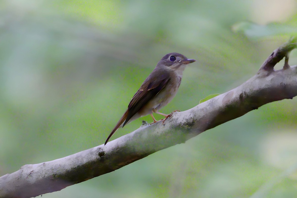 Brown-breasted Flycatcher - ML617213882