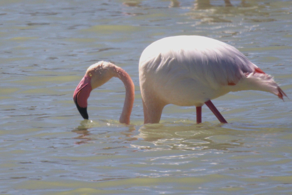 Greater Flamingo - ML617213952
