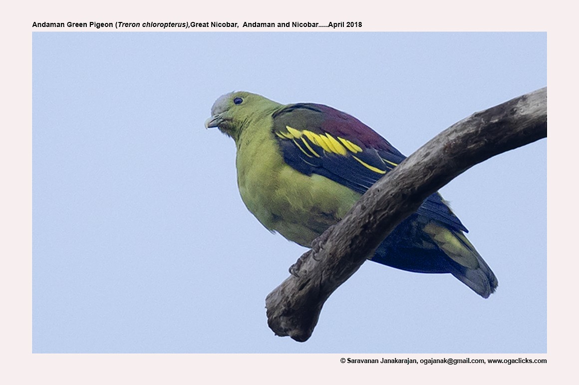 Андаманский зеленый голубь - ML617214008