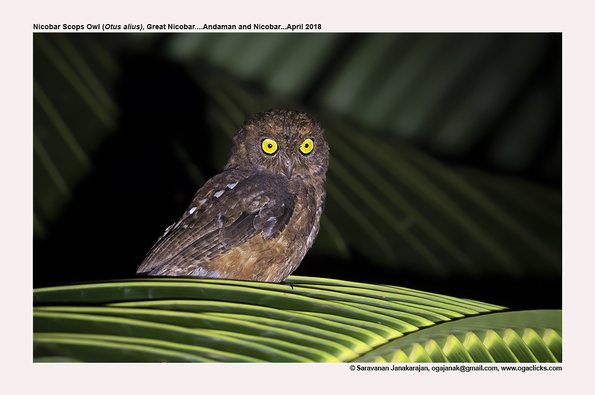 Nicobar Scops-Owl - Saravanan Janakarajan