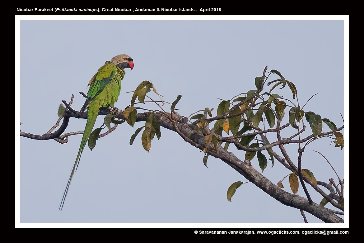 Nikobar Yeşil Papağanı - ML617214034