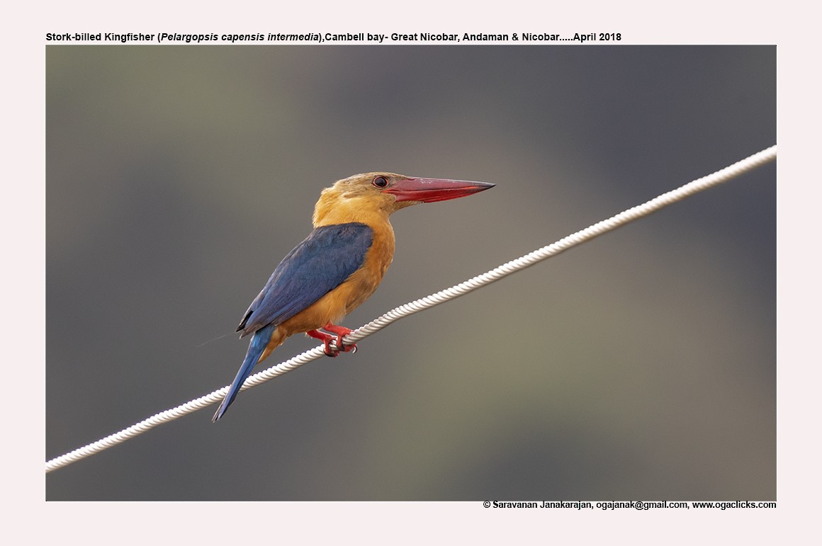 Stork-billed Kingfisher - Saravanan Janakarajan