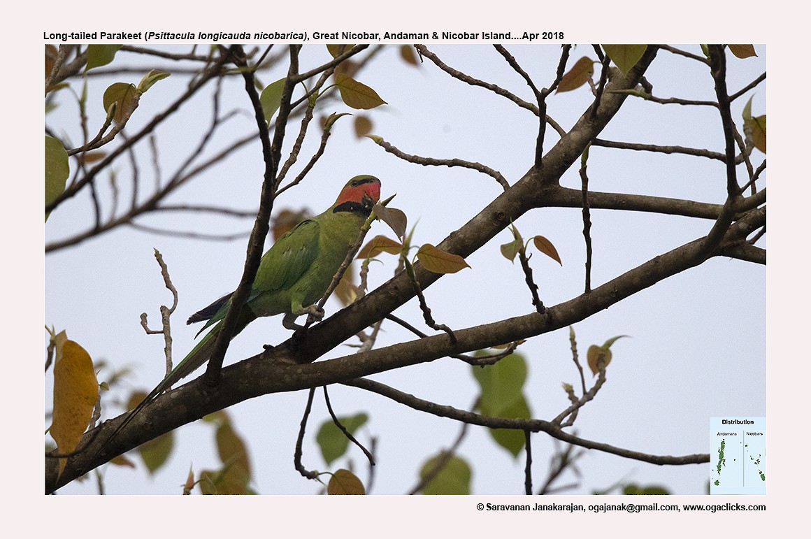 Uzun Kuyruklu Yeşil Papağan - ML617214059