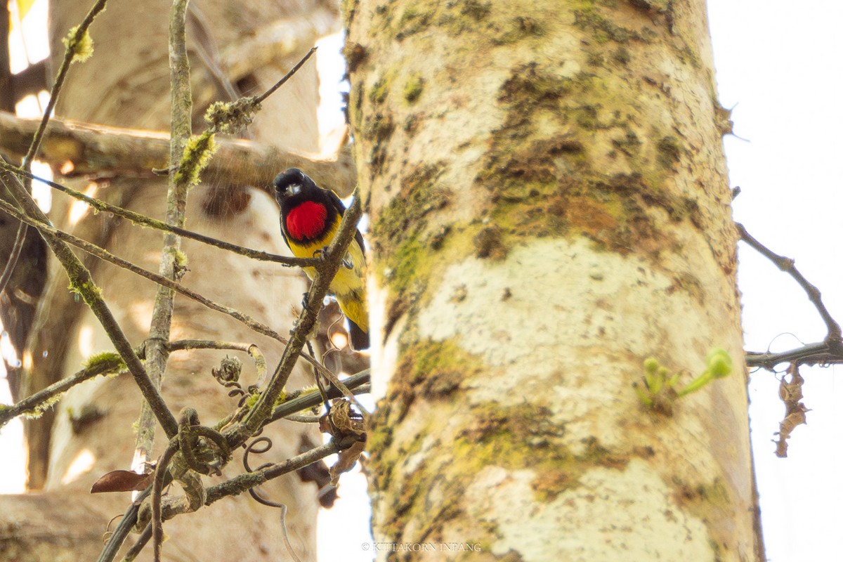 Scarlet-breasted Flowerpecker - ML617214075