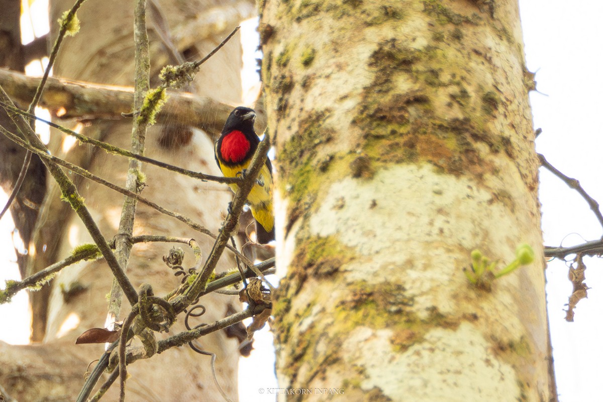 Scarlet-breasted Flowerpecker - ML617214076