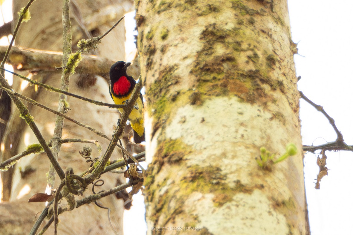 Scarlet-breasted Flowerpecker - ML617214077