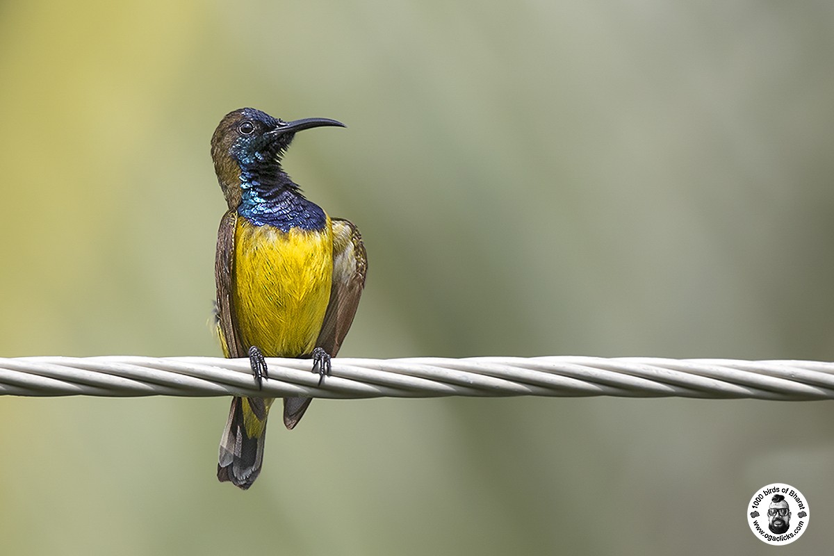 Ornate Sunbird - Saravanan Janakarajan