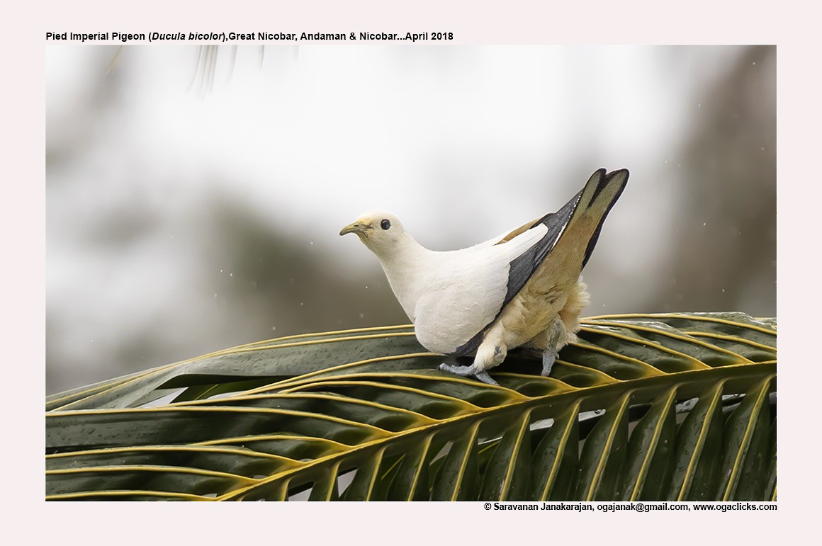 Pied Imperial-Pigeon - ML617214166
