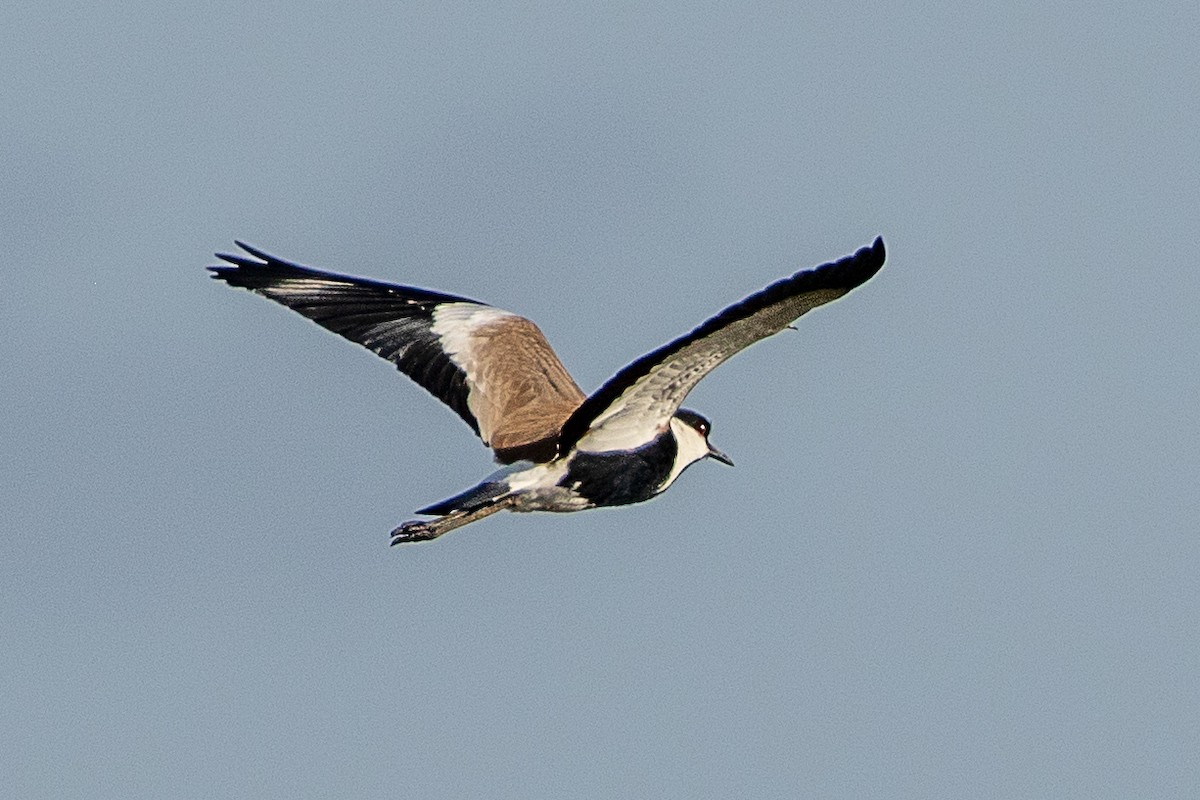 Spur-winged Lapwing - ML617214182