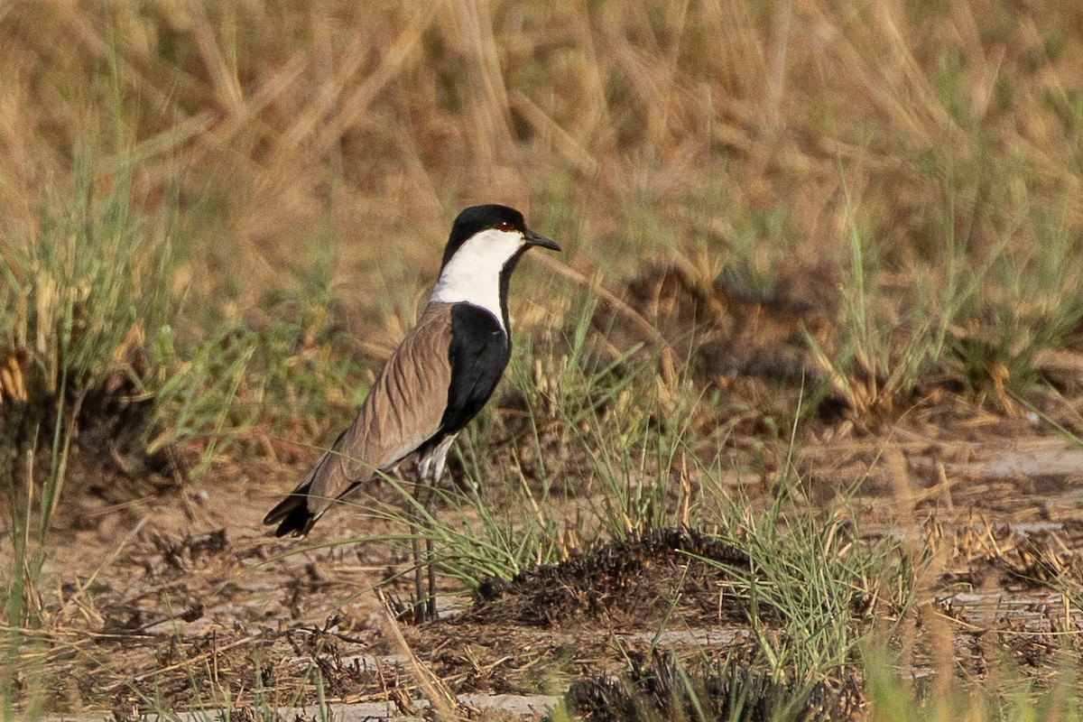 Spur-winged Lapwing - ML617214183
