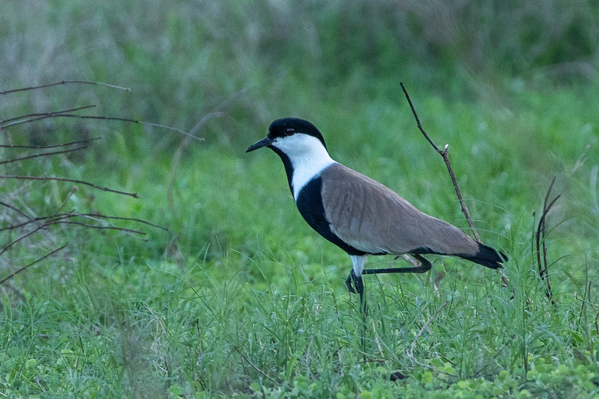 Spur-winged Lapwing - ML617214184