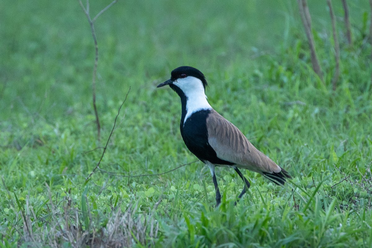 Spur-winged Lapwing - ML617214185