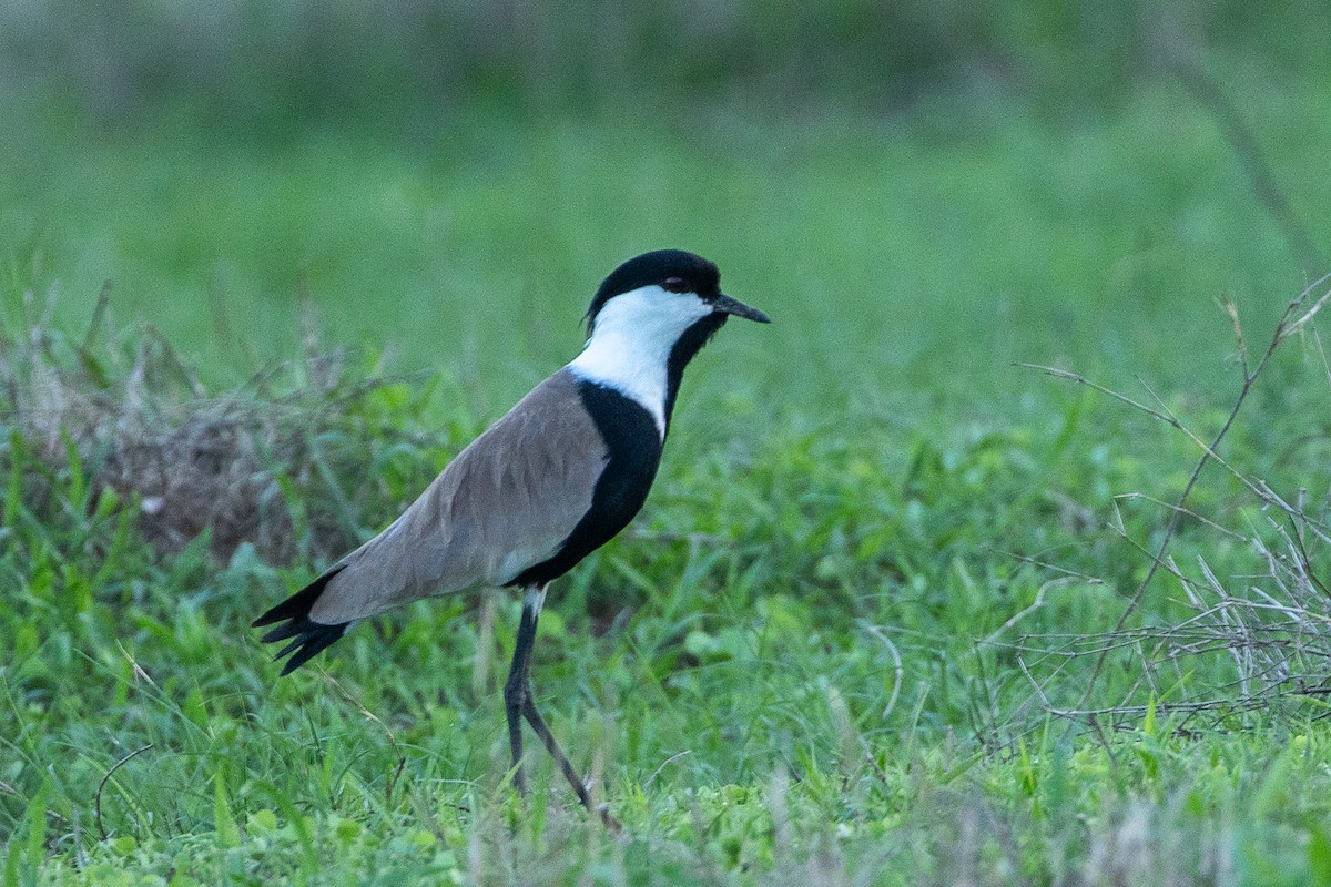 Spur-winged Lapwing - ML617214186