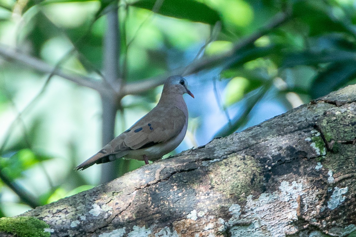 Blue-spotted Wood-Dove - Neil Hayward