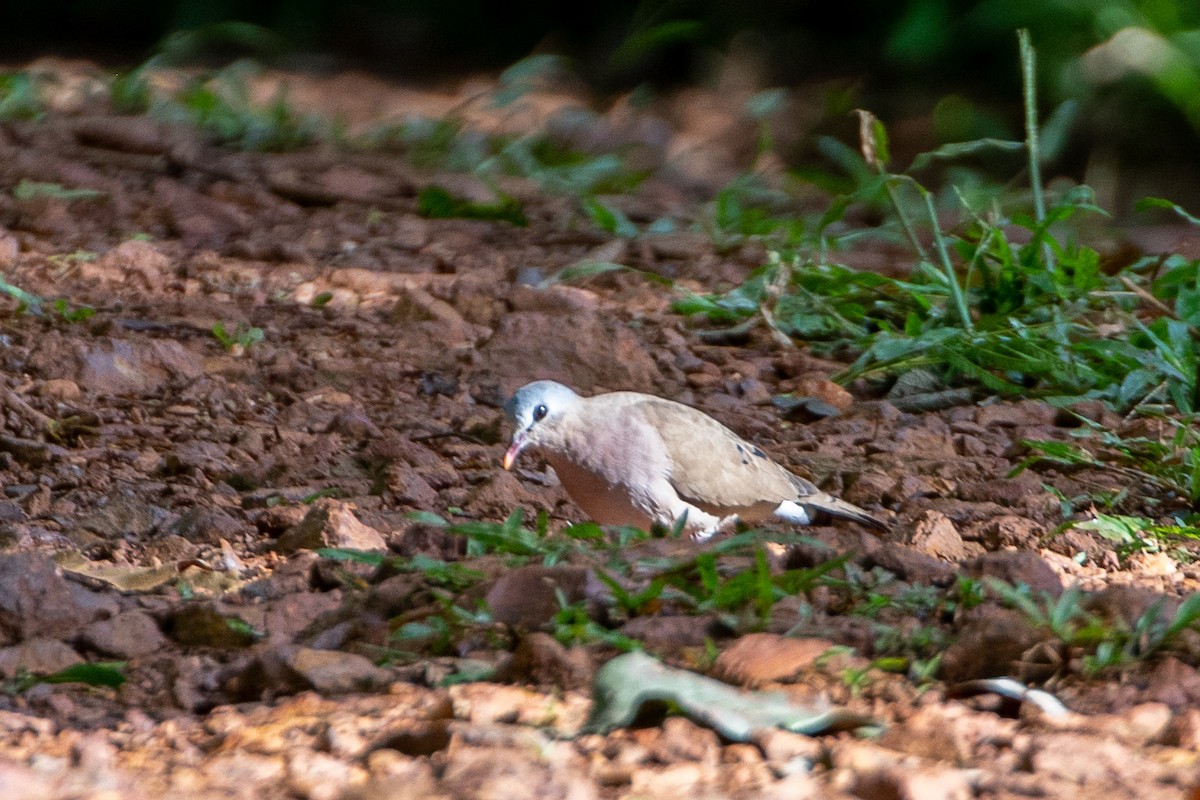 Blue-spotted Wood-Dove - ML617214229