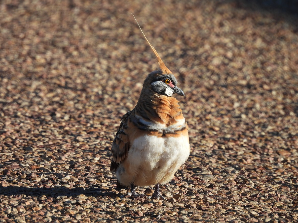Spinifex Pigeon - ML617214282