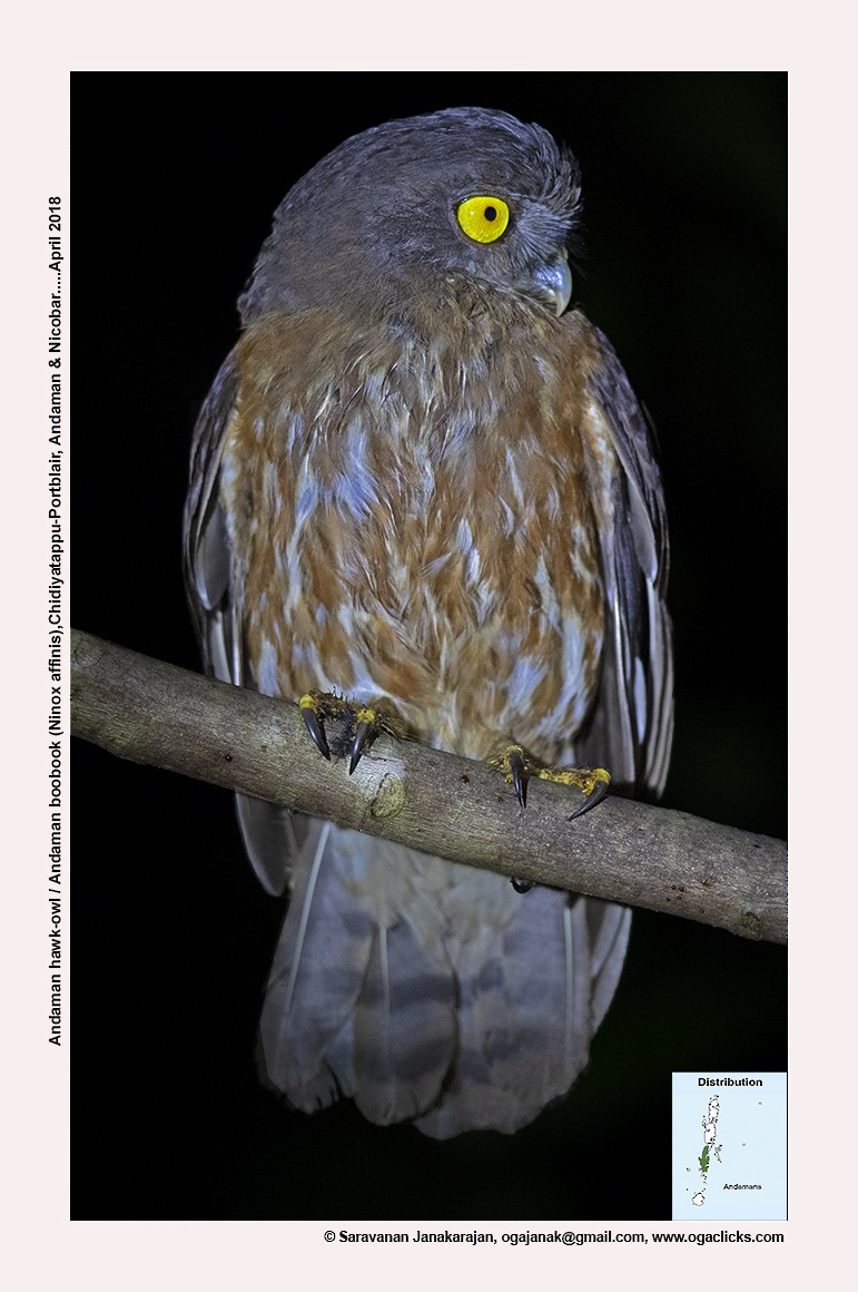 Андаманская иглоногая сова - ML617214284