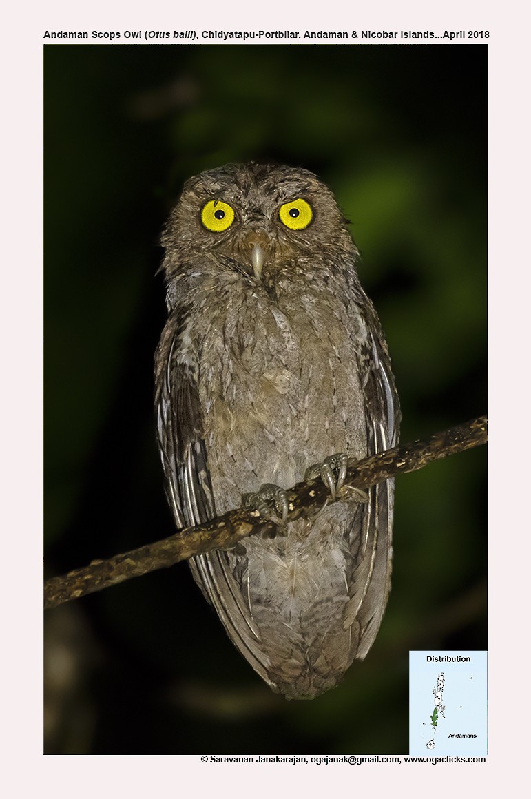Andaman Scops-Owl - ML617214351