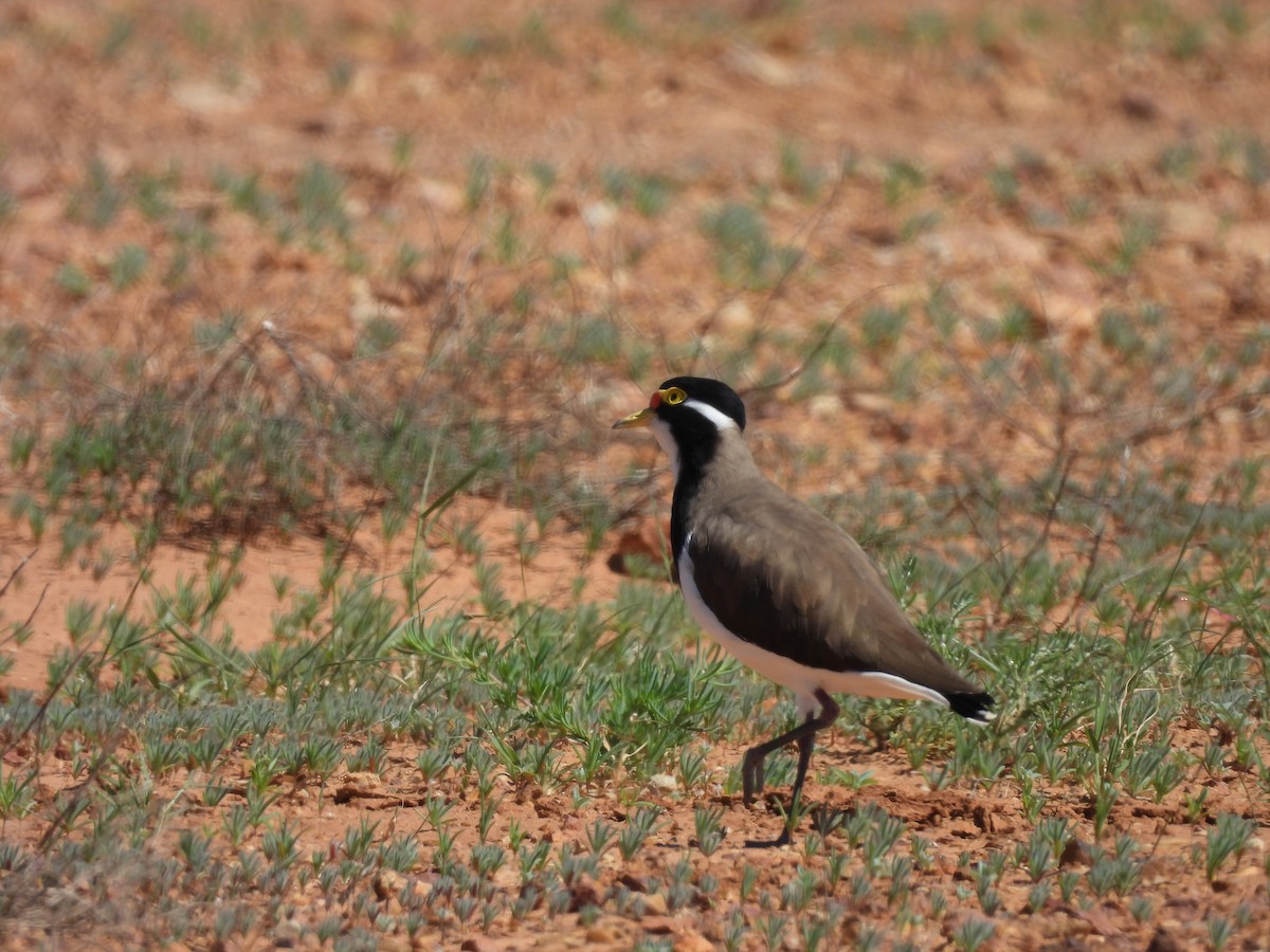 Banded Lapwing - Chanith Wijeratne
