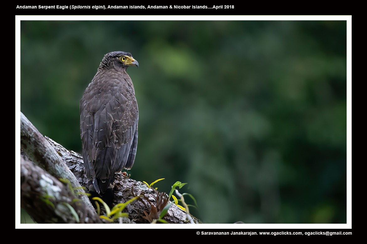 Andaman Serpent-Eagle - ML617214355