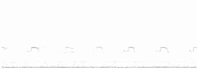 Eurasian Oystercatcher - ML617214394