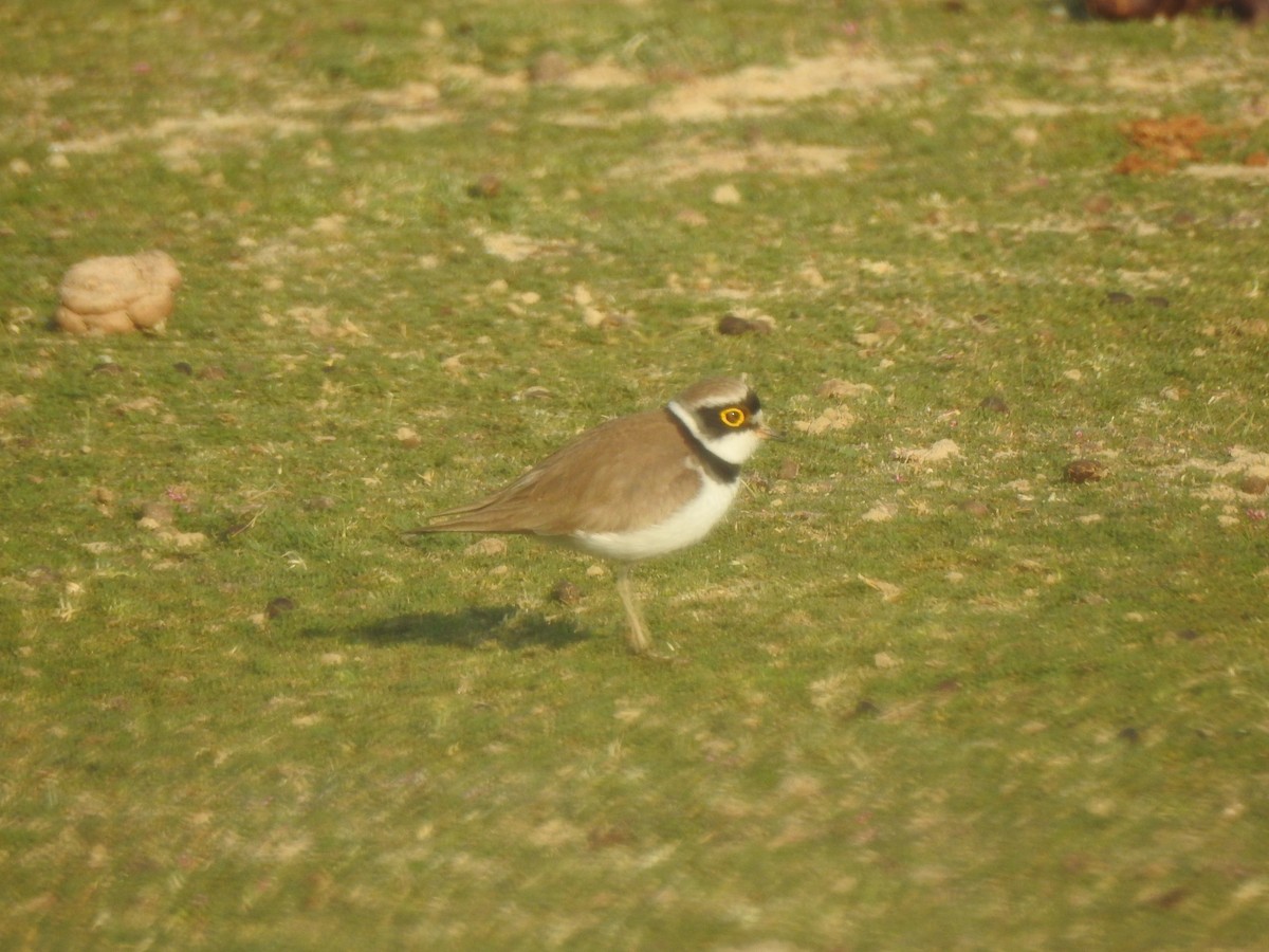 Little Ringed Plover - Francis D'Souza