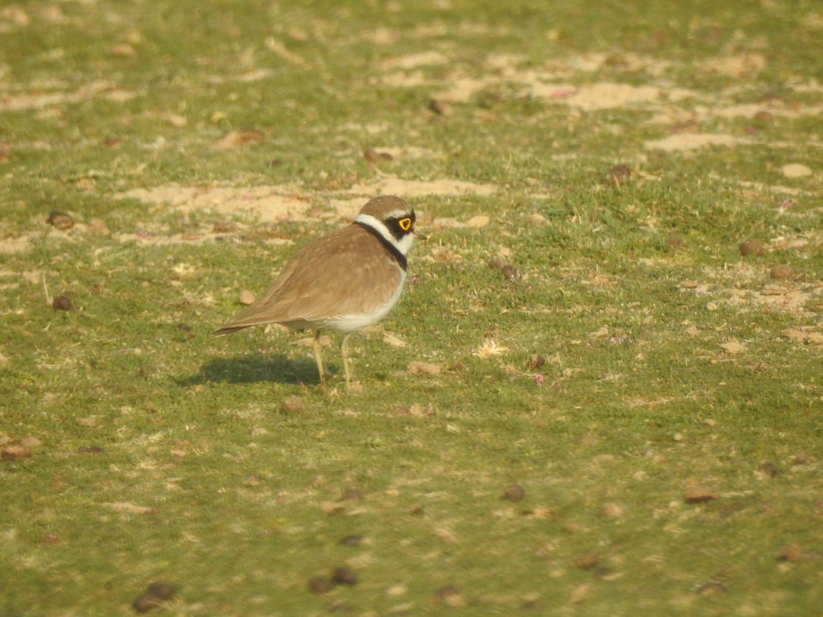Little Ringed Plover - Francis D'Souza
