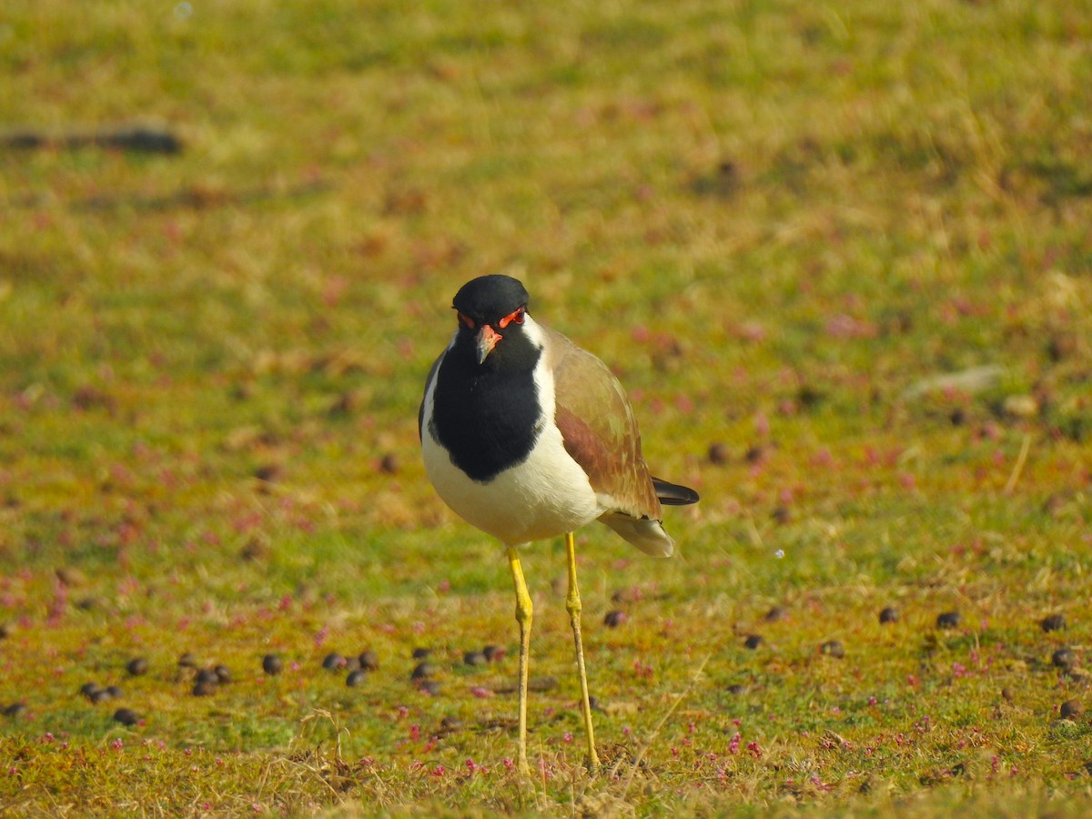 Red-wattled Lapwing - Francis D'Souza