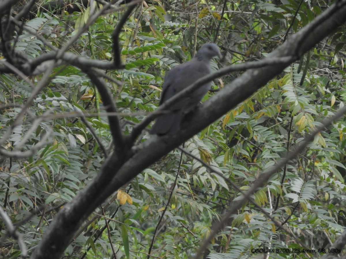 holub nilgirský - ML617214454