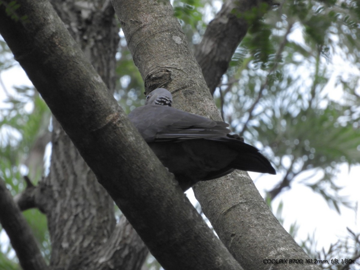 Nilgiri Wood-Pigeon - Prem Prakash Garg
