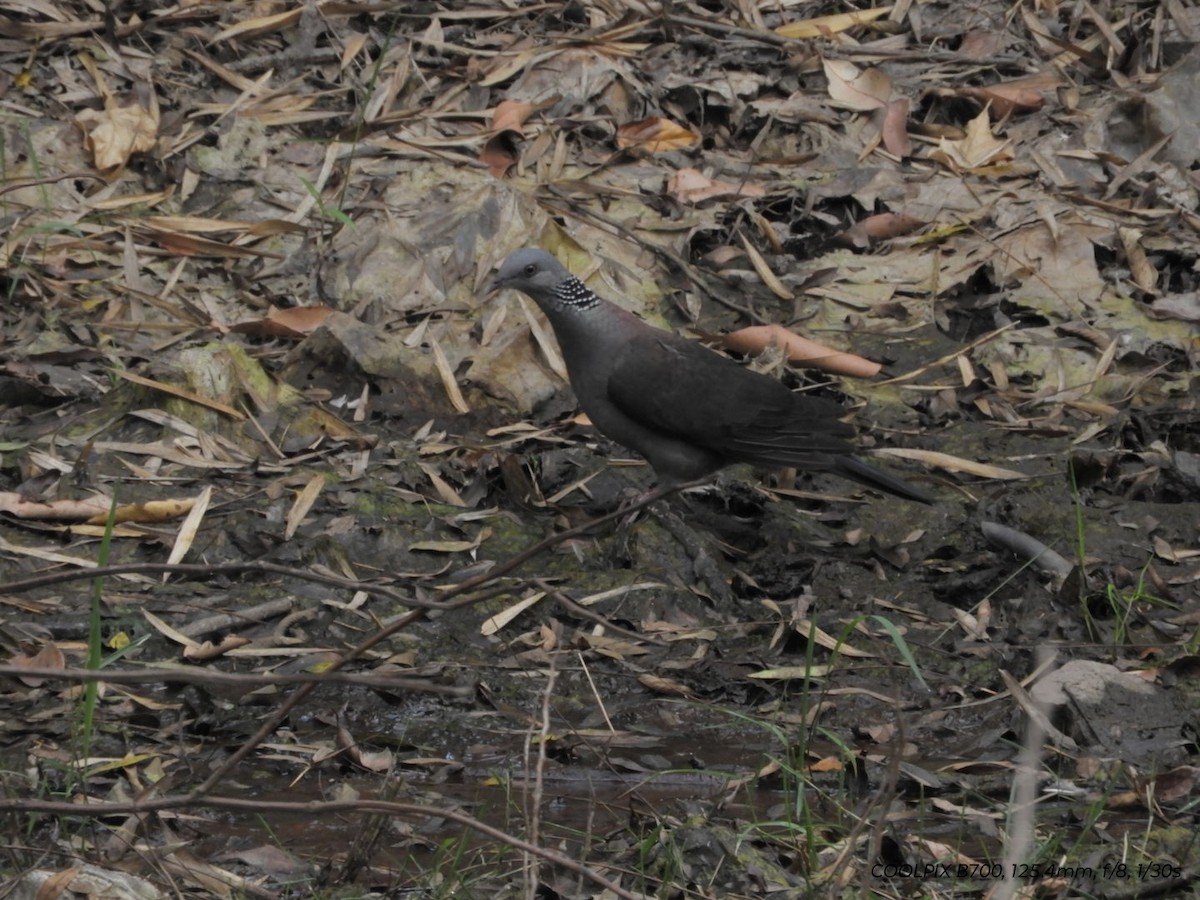 Nilgiri Wood-Pigeon - ML617214457