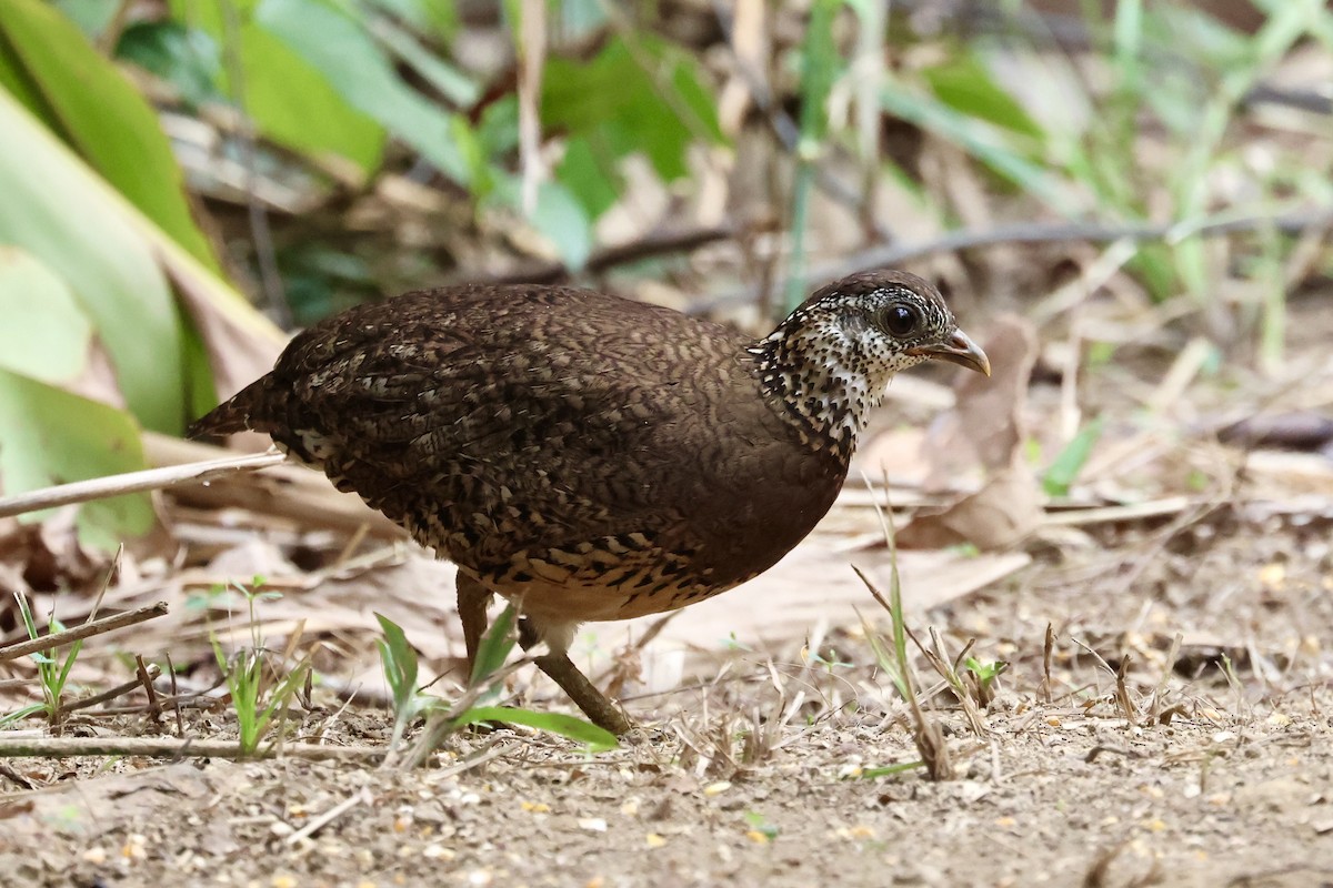 Scaly-breasted Partridge (Green-legged) - ML617214571