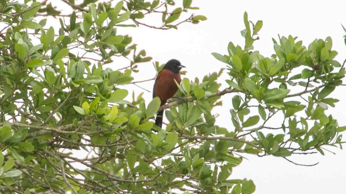 Orchard Oriole - ML617214604