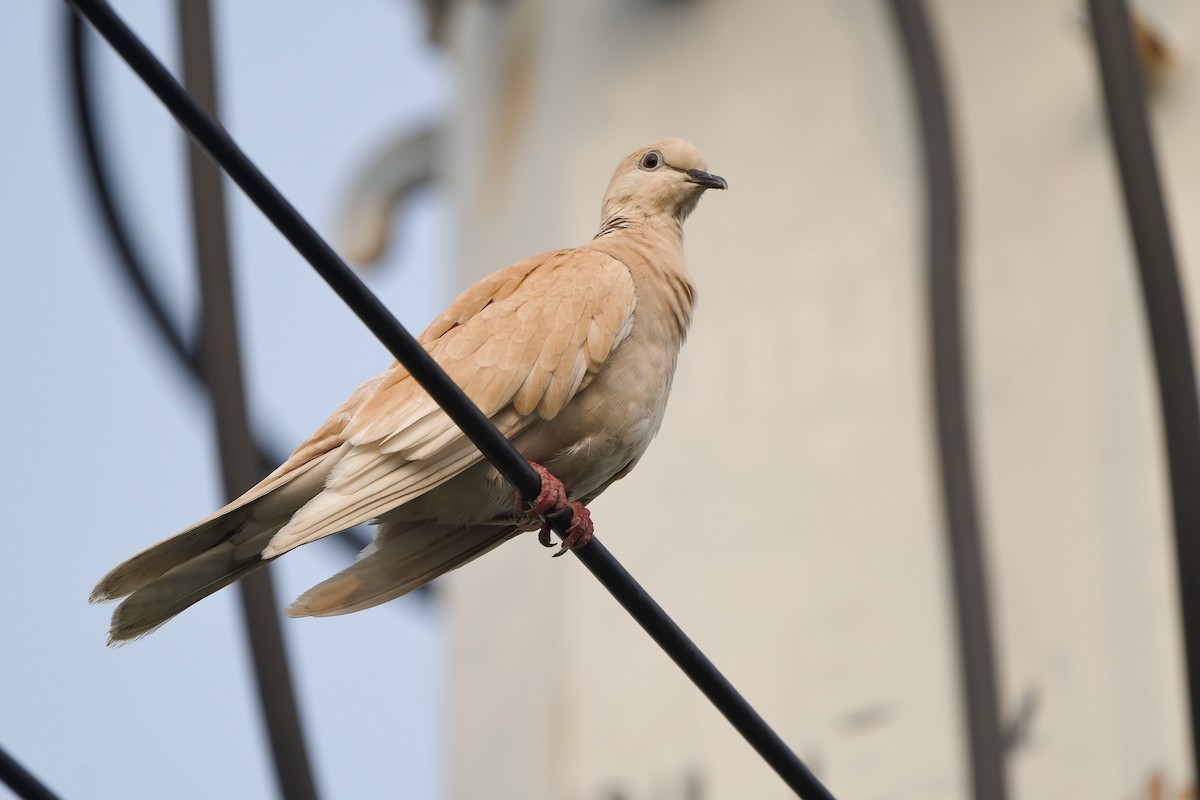 African Collared-Dove (Domestic type or Ringed Turtle-Dove) - ML617214635
