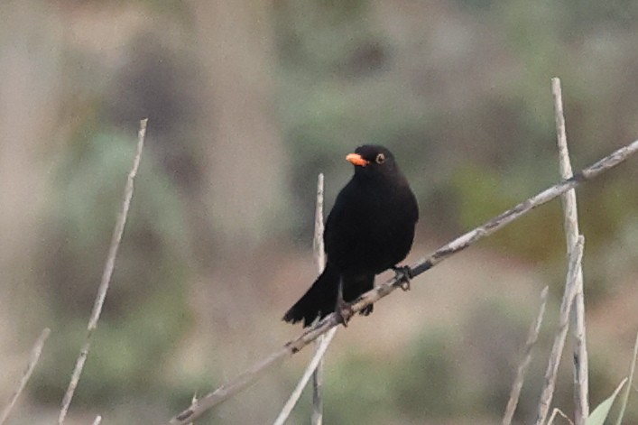 Eurasian Blackbird - ML617214675