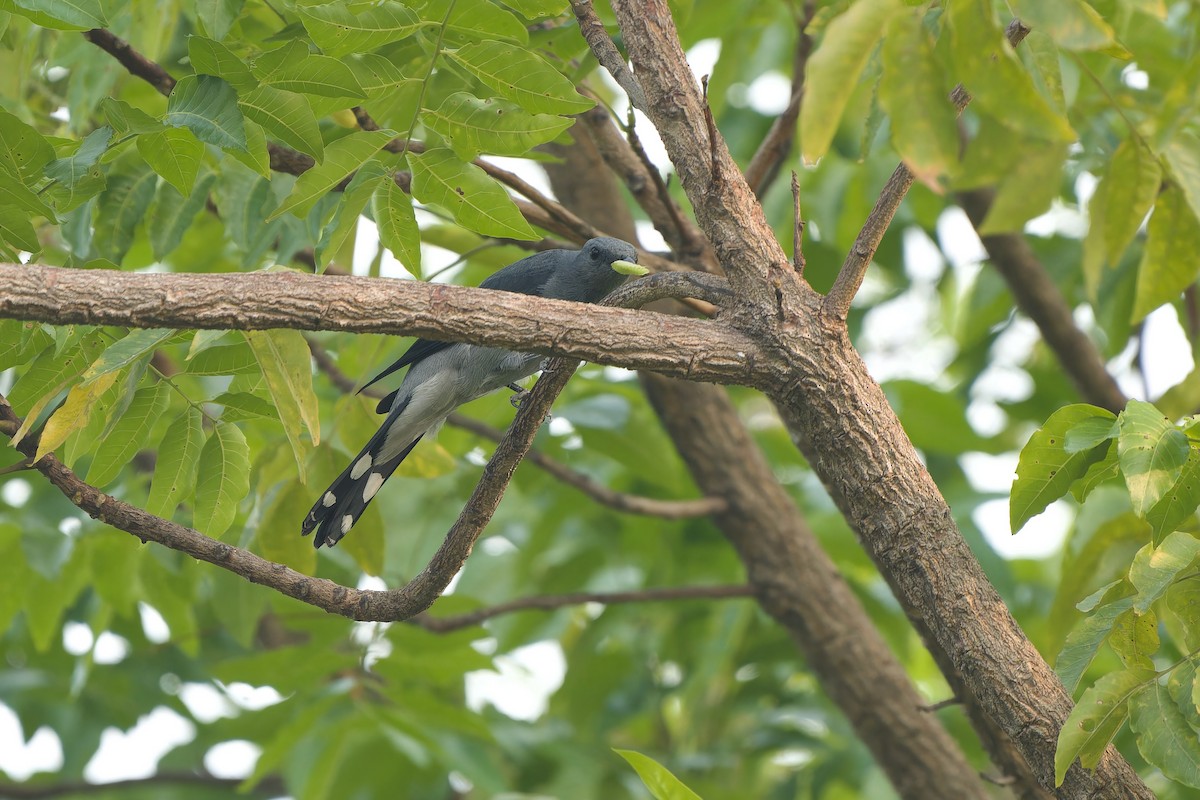Black-winged Cuckooshrike - Sam Hambly