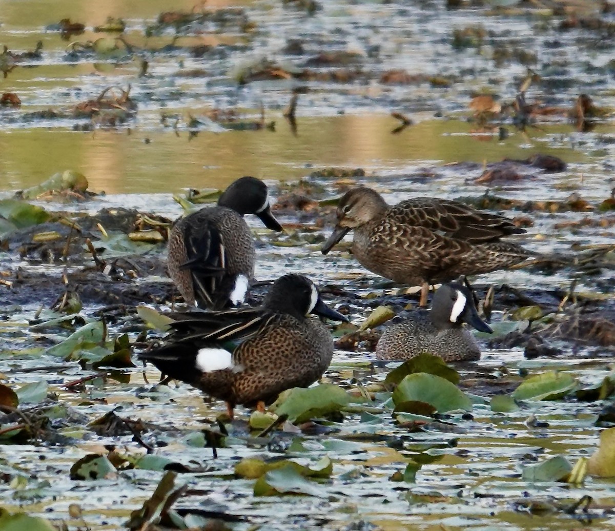 Blue-winged Teal - ML617214711