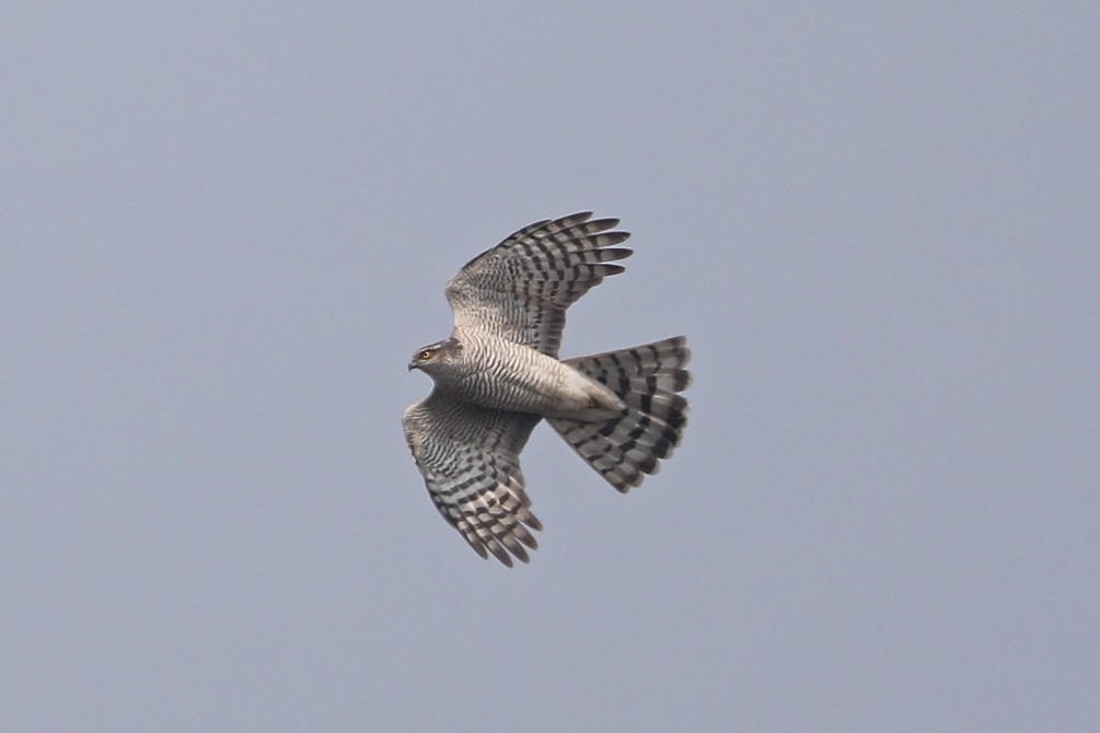 Eurasian Sparrowhawk - ML617214752