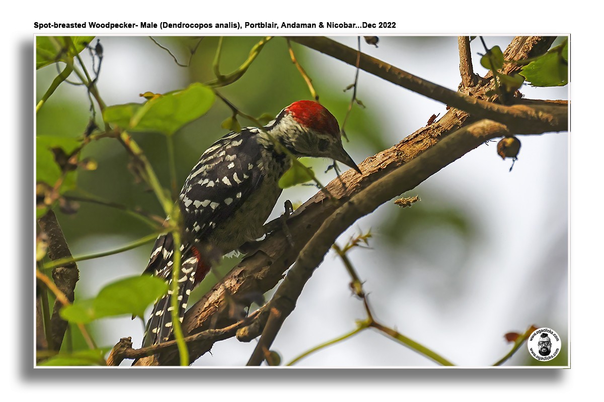 Freckle-breasted Woodpecker - ML617214879