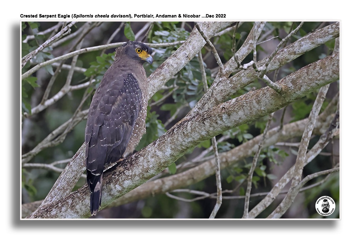Crested Serpent-Eagle - ML617214892
